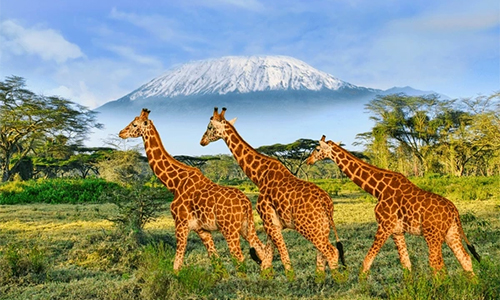 3-days-amboseli-national-park-safari-3