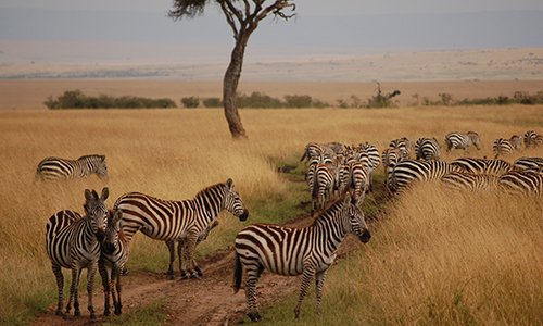 4-days-masai-mara-game-reserve-lake-nakuru-safari