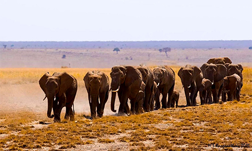 8-days-amboseli-national-park-mombasa-safari